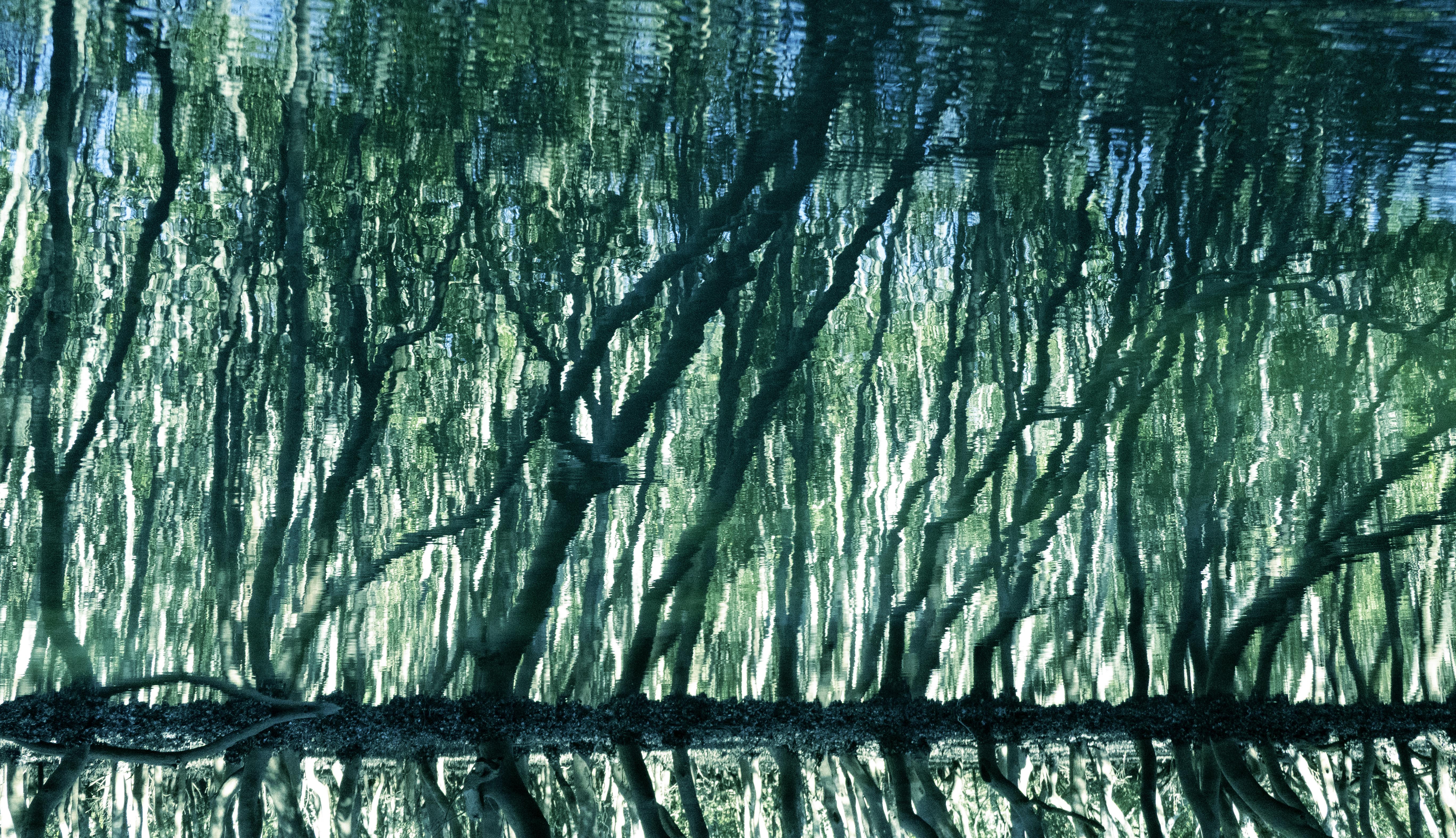 Treecolour by Ralph Kerle, green and turquoise abstract water reflection artwork.