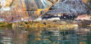 Stone and Water
